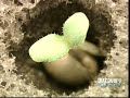Hydroponic Lettuce