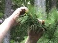 Mr Bonsai Oregon part 1