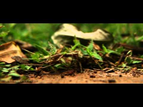 LK Cinematography showreel short film LK Cinematography showreel short film