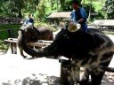 HugoenMiranda Hugo krijgt hoed van Olifant