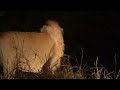 Naturally Lions