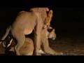 Naturally Lions