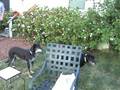 videos de BBQ