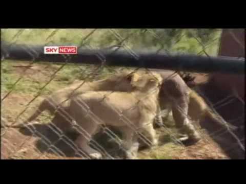 lion eat man