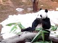 Cute panda bears at Ocean Park, Hong Kong Cute panda bears at Ocean Park, Hong Kong