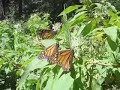 Santuario Mariposas Monarca