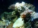 justins biocube