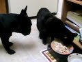french bulldog Nuka with her friend cat Nubie