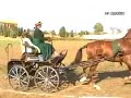 Concurso de Enganche Manejabilidad y Doma - Alcudia \ Concurso de Enganche Manejabilidad y Doma - Alcudia \