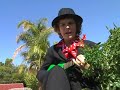  Ukelele Blues Vocal High Voice Neighbour's Roof Chemiecta Growing Cuteness Sad Australia