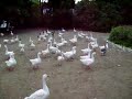 geese
