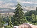 Araucaria tree swaying in the wind Araucaria tree swaying in the wind