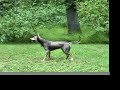 Django the Kelpie plays frisbee Django the Kelpie plays frisbee