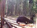 Wild Bears caught by Stealth Cam