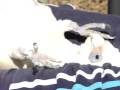 Moki the Bare Eyed Cockatoo gets a birdy massage