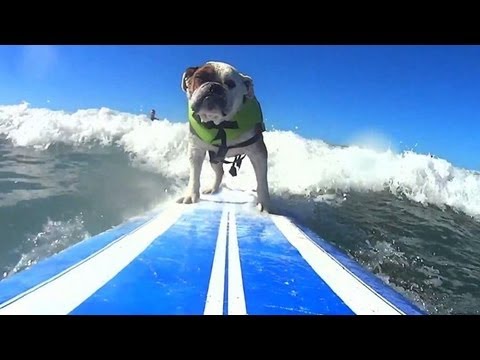 Dogs Surf The Waves In California