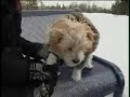 Winter Care II - The Wagging Tail