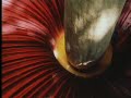 Wow -  the biggest flower in the world - Titan Arum - David Attenborough - BBC wildlife