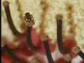 the titan arum is a gigantic plant, like something from a science fiction film it almost defies belief. from the bbc.