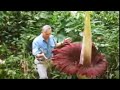 Wow -  the biggest flower in the world - Titan Arum - David Attenborough - BBC wildlife