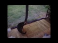 Watch Gus Hunt Bugs