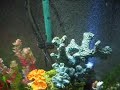 My Fish Tank with Blue LED Aerator