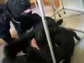 ラブパピー　みず君