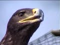 Nikita - Russian Stepp eagle