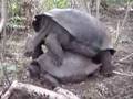 Galapoagos Tortois Sex