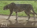 Cheetah Rock: Meet the Keeper
