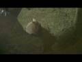 videos de Javan Archeological Discovery in Progress