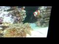 tyler's 12 gal aquapod reef tank  devendra banhart