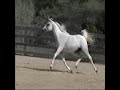 Amiri Meliss ( Say Amen X Pretty Woman by The Minstril) is an outstanding broodmare, 5 fillies in a row todate.Her 2004 filly The Confession was exported to Canada.