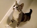 Cat-Found-a-Bug