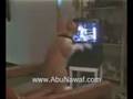قط ملاكم          cat boxing