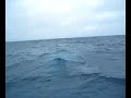 Ballena jorobada blanca