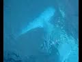Ballena jorobada blanca