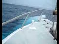 Ballena jorobada blanca