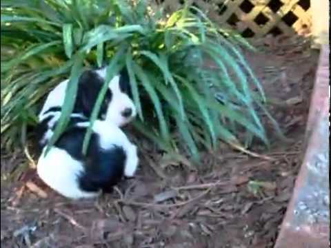AKC English Springer Spaniel Female 1
