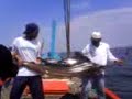 pancing pancing
