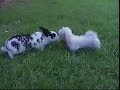 Bunny Playmate