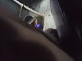 pongo de rentema vista aerea 3