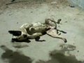 Perro reguetonero