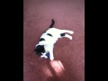 videos de Miranda Can Play Fetch