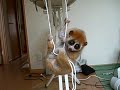slow?loris slow?loris