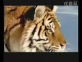 amur northeast siberian tiger MTV