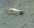 videos de leonidis ran over part 1