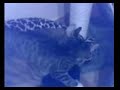 2 Katzen schmusen 2 Katzen schmusen