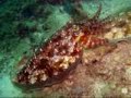 CUTTLEFISH TRIBUTE!!!!!! 