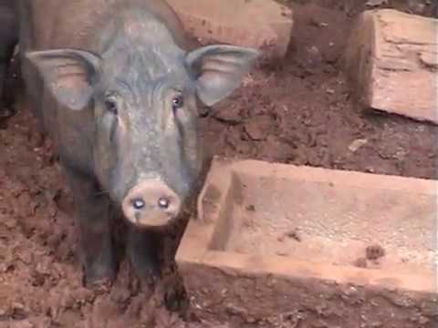 Image de prévisualisation YouTube